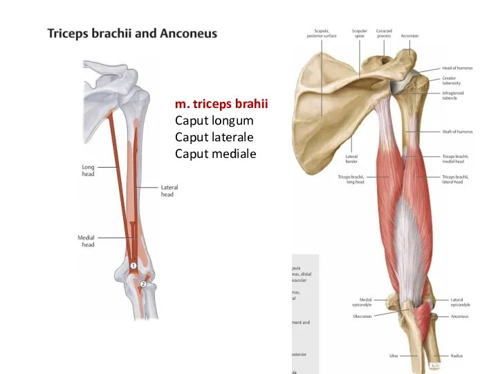 m. triceps brahii Caput longum Caput laterale Caput mediale