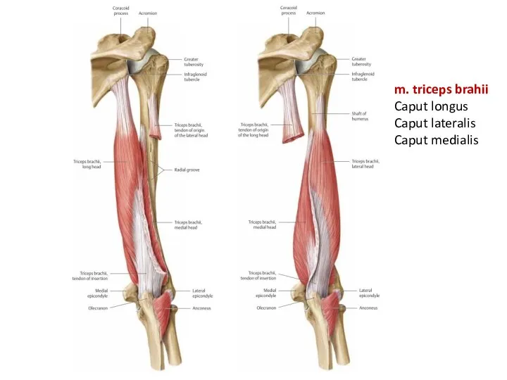 m. triceps brahii Caput longus Caput lateralis Caput medialis