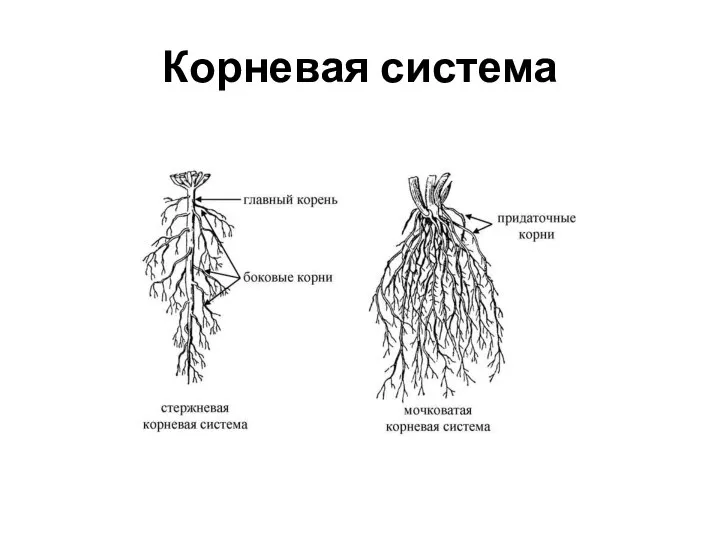 Корневая система