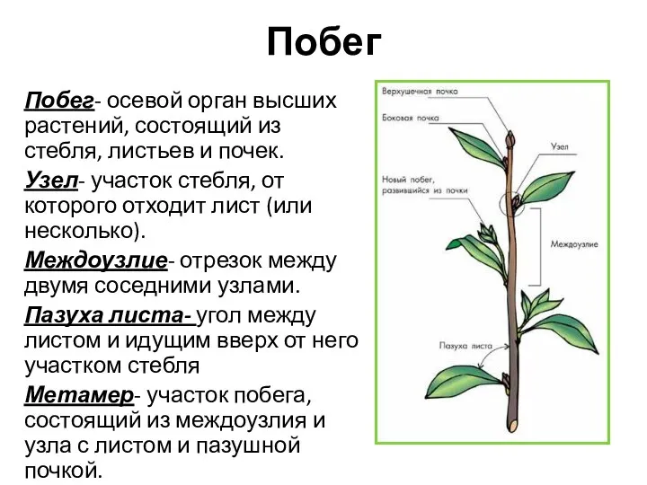 Побег- осевой орган высших растений, состоящий из стебля, листьев и почек. Узел-