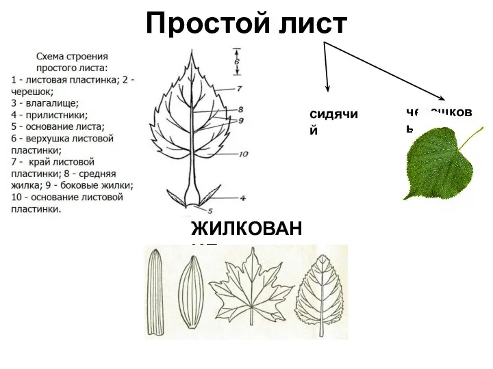 Простой лист черешковый сидячий ЖИЛКОВАНИЕ