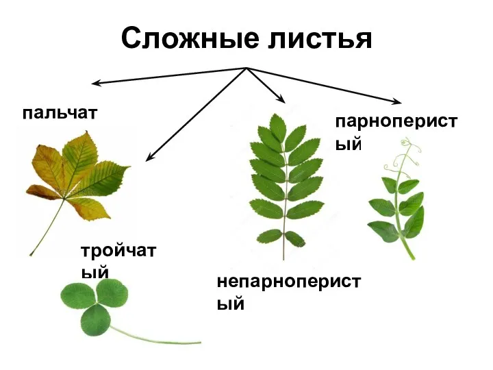 Сложные листья пальчатый тройчатый непарноперистый парноперистый