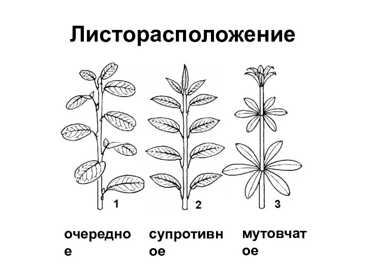 Листорасположение очередное супротивное мутовчатое