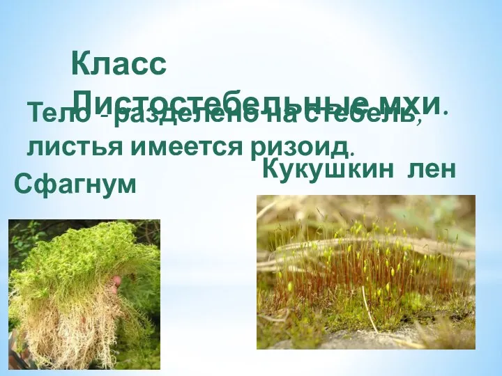 Тело - разделено на стебель, листья имеется ризоид. Класс Листостебельные мхи. Кукушкин лен Сфагнум