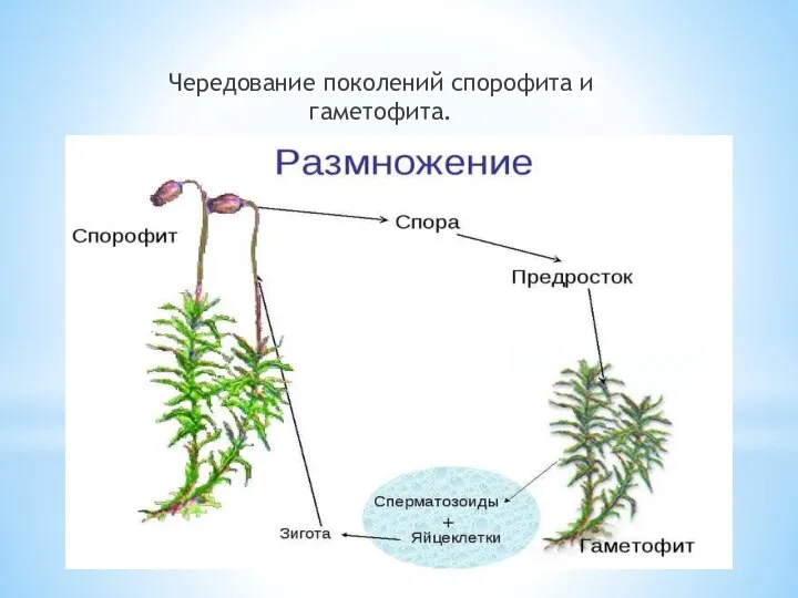 Чередование поколений спорофита и гаметофита.