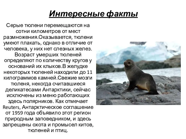 Интересные факты Серые тюлени перемещаются на сотни километров от мест размножения.Оказывается, тюлени