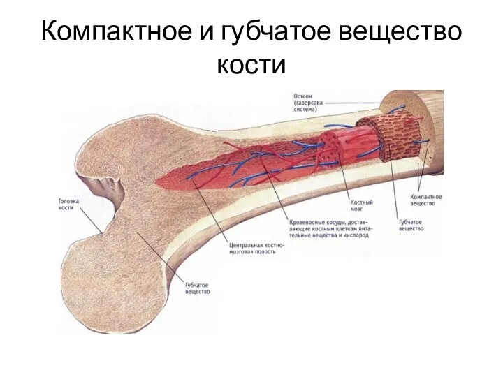 Компактное и губчатое вещество кости