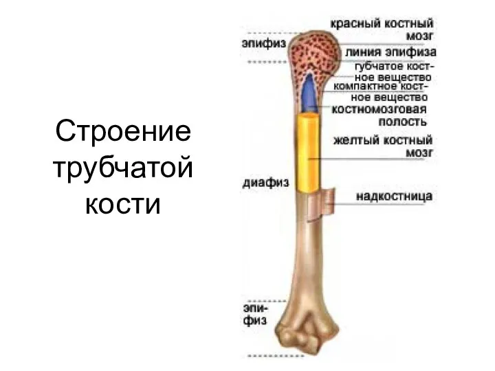 Строение трубчатой кости