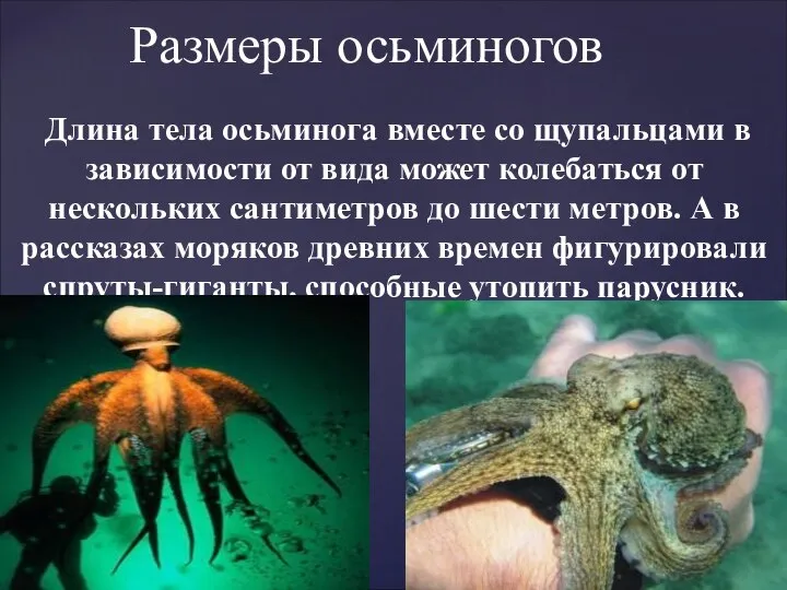 Длина тела осьминога вместе со щупальцами в зависимости от вида может колебаться