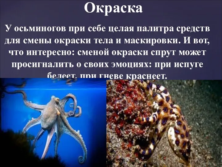 У осьминогов при себе целая палитра средств для смены окраски тела и