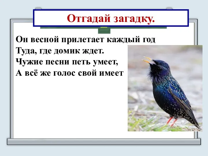 Он весной прилетает каждый год Туда, где домик ждет. Чужие песни петь