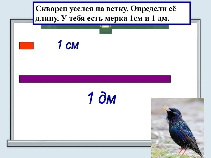 1 см 1 дм Скворец уселся на ветку. Определи её длину. У