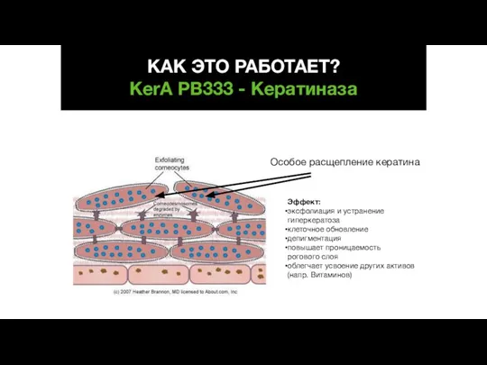 Особое расщепление кератина Эффект: эксфолиация и устранение гиперкератоза клеточное обновление депигментация повышает