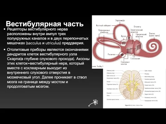 Вестибулярная часть Рецепторы вестибуляр­ного нерва расположены внутри ампул трех полукружных каналов и