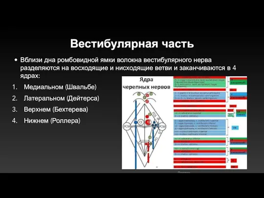 Вестибулярная часть Вблизи дна ромбовидной ямки волокна вестибулярного нерва разделяются на восходящие