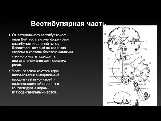 Вестибулярная часть От латерального вестибулярного ядра Дейтерса аксоны формируют вестибулоспинальный пучок Левенталя,