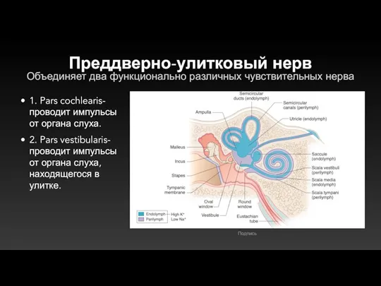 Преддверно-улитковый нерв Объединяет два функционально различных чувствительных нерва 1. Pars cochlearis-проводит импульсы