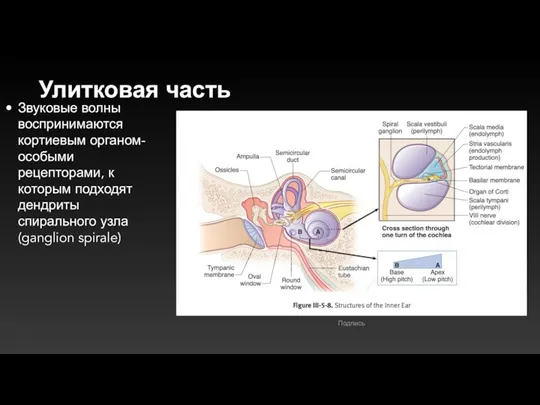 Улитковая часть Звуковые волны воспринимаются кортиевым органом-особыми рецепторами, к которым подходят дендриты спирального узла(ganglion spirale)