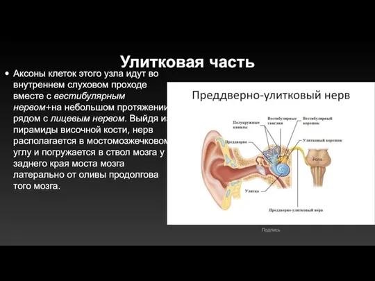 Улитковая часть Аксоны клеток этого узла идут во внутреннем слуховом проходе вместе