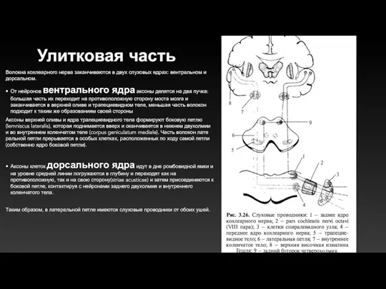 Улитковая часть Волокна кохлеарного нерва за­канчиваются в двух слуховых ядрах: вент­ральном и