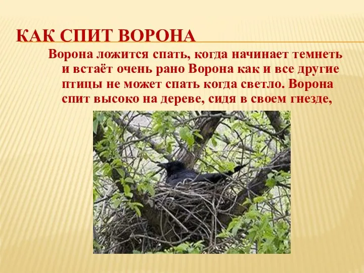 КАК СПИТ ВОРОНА Ворона ложится спать, когда начинает темнеть и встаёт очень