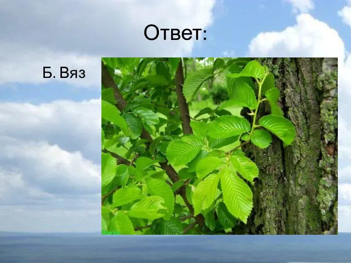 Ответ: Б. Вяз