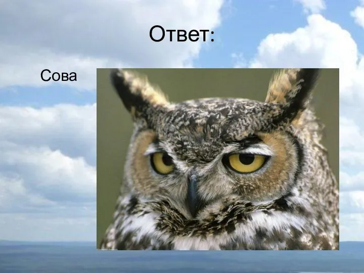 Ответ: Сова