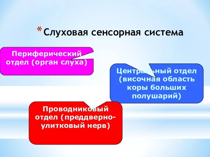 Слуховая сенсорная система Периферический отдел (орган слуха) Центральный отдел (височная область коры