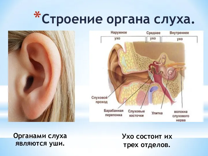 Органами слуха являются уши. Ухо состоит их трех отделов. Строение органа слуха.