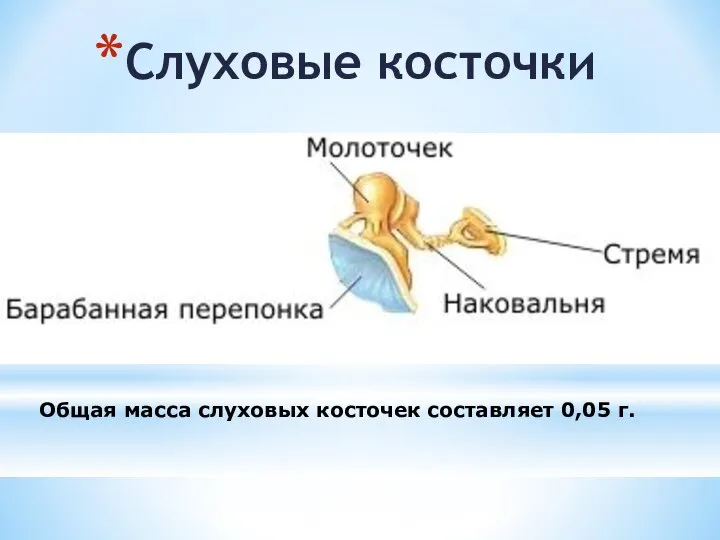 Слуховые косточки Общая масса слуховых косточек составляет 0,05 г.