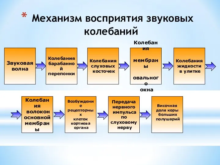 Механизм восприятия звуковых колебаний Звуковая волна Колебания барабанной перепонки Колебания слуховых косточек