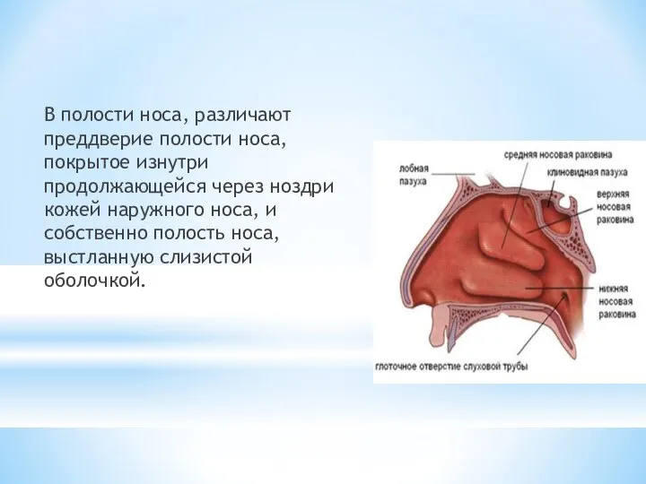 В полости носа, различают преддверие полости носа, покрытое изнутри продолжающейся через ноздри