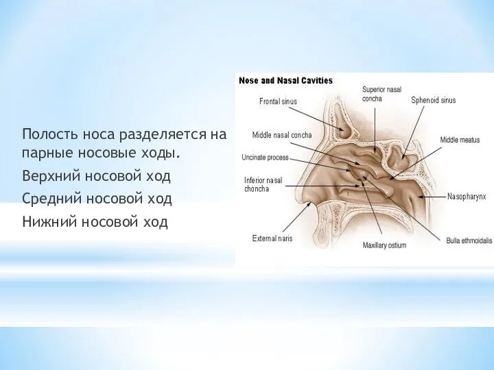 Полость носа разделяется на парные носовые ходы. Верхний носовой ход Средний носовой ход Нижний носовой ход