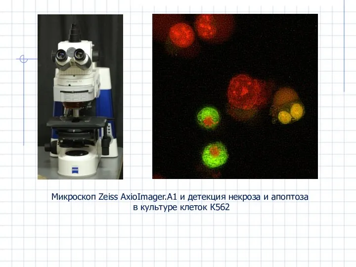 Микроскоп Zeiss AxioImager.A1 и детекция некроза и апоптоза в культуре клеток К562