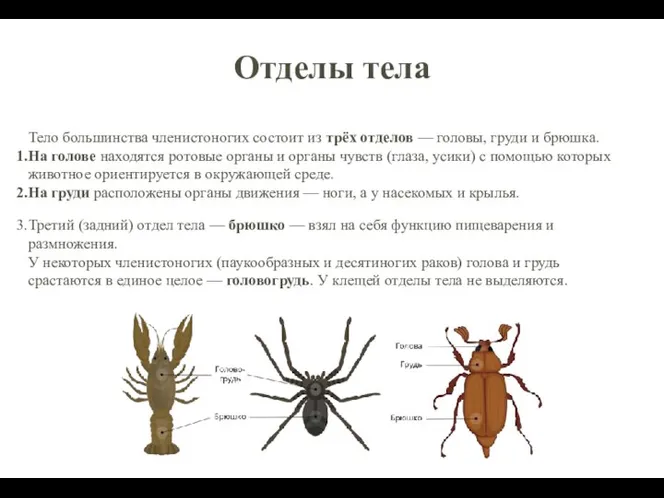 Отделы тела Тело большинства членистоногих состоит из трёх отделов — головы, груди