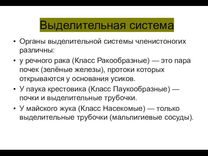 Выделительная система Органы выделительной системы членистоногих различны: у речного рака (Класс Ракообразные)