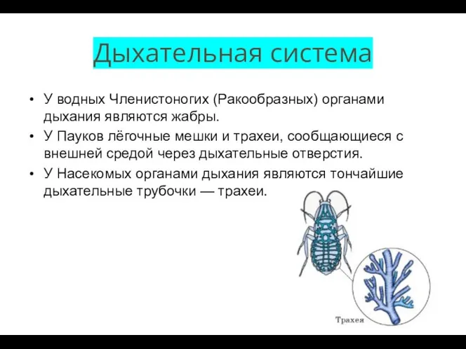 Дыхательная система У водных Членистоногих (Ракообразных) органами дыхания являются жабры. У Пауков