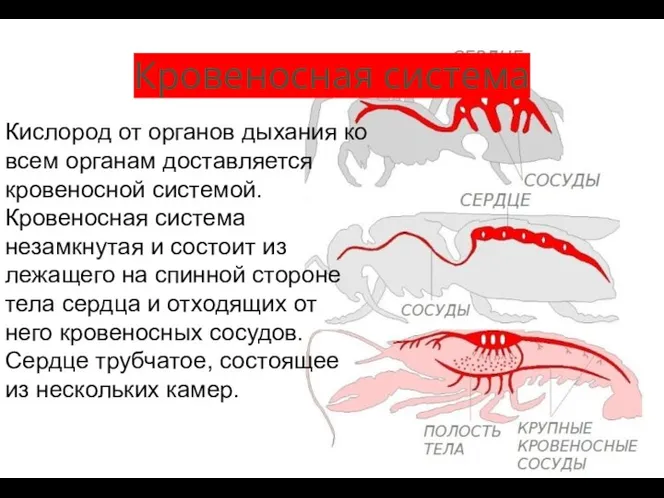 Кровеносная система Кислород от органов дыхания ко всем органам доставляется кровеносной системой.