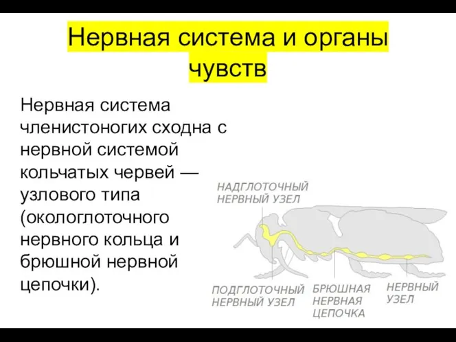 Нервная система и органы чувств Нервная система членистоногих сходна с нервной системой