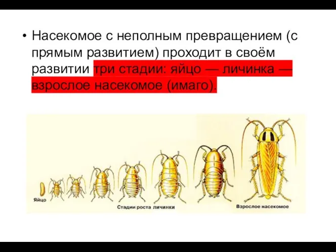 Насекомое с неполным превращением (с прямым развитием) проходит в своём развитии три