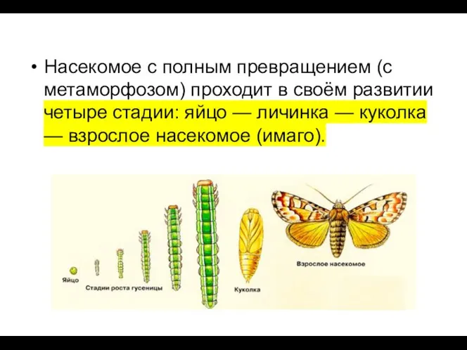 Насекомое с полным превращением (с метаморфозом) проходит в своём развитии четыре стадии: