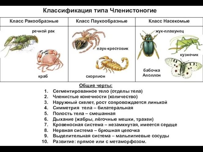 Классификация типа Членистоногие речной рак краб паук-крестовик скорпион жук-плавунец кузнечик бабочка Аполлон