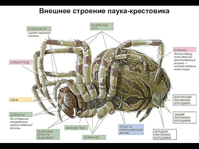 Внешнее строение паука-крестовика