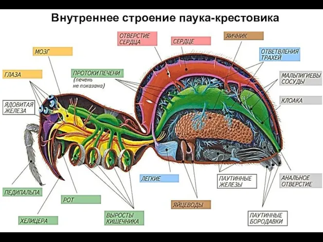 Внутреннее строение паука-крестовика