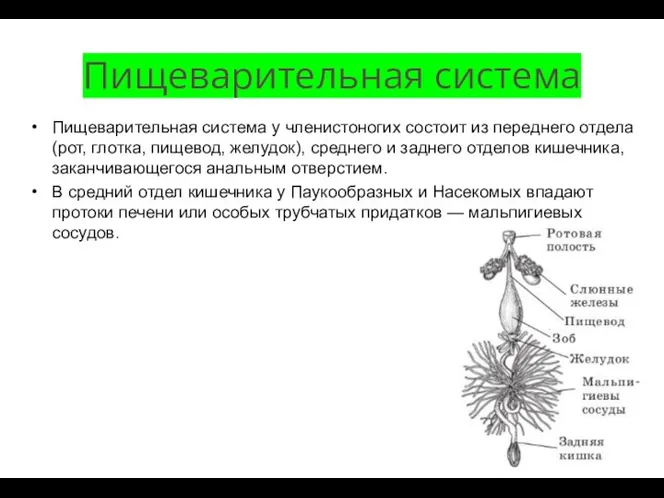 Пищеварительная система Пищеварительная система у членистоногих состоит из переднего отдела (рот, глотка,