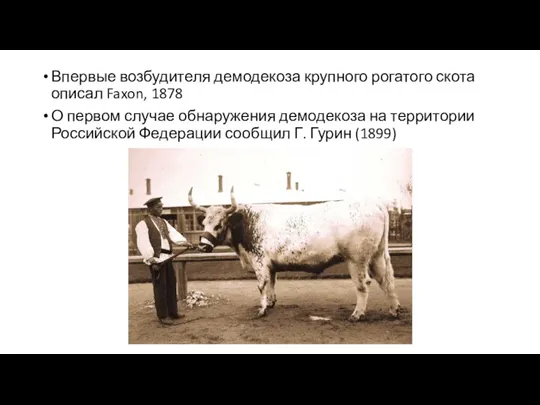 Впервые возбудителя демодекоза крупного рогатого скота описал Faxon, 1878 О первом случае