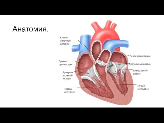 Анатомия.