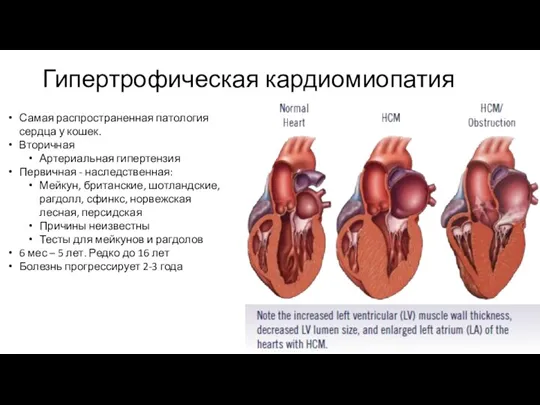 Гипертрофическая кардиомиопатия Самая распространенная патология сердца у кошек. Вторичная Артериальная гипертензия Первичная