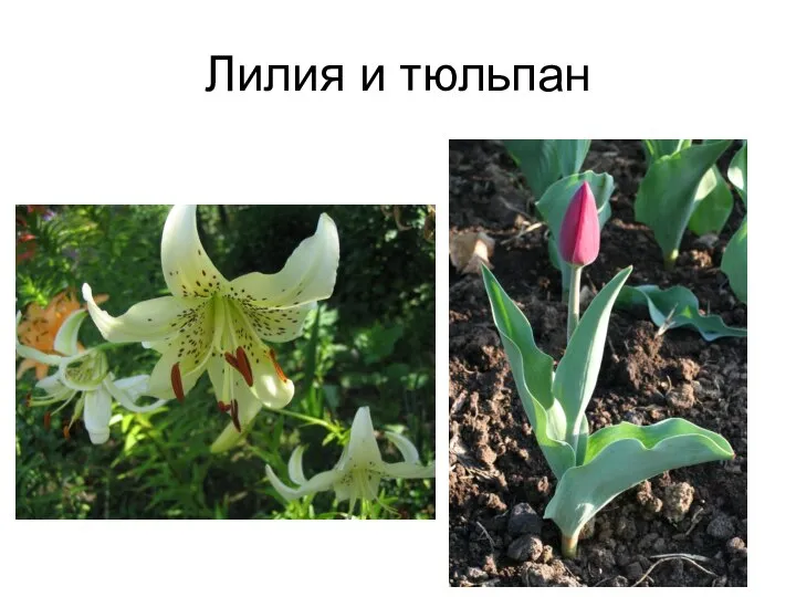 Лилия и тюльпан