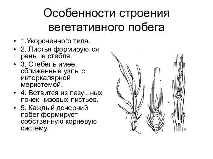Особенности строения вегетативного побега 1.Укороченного типа. 2. Листья формируются раньше стебля. 3.